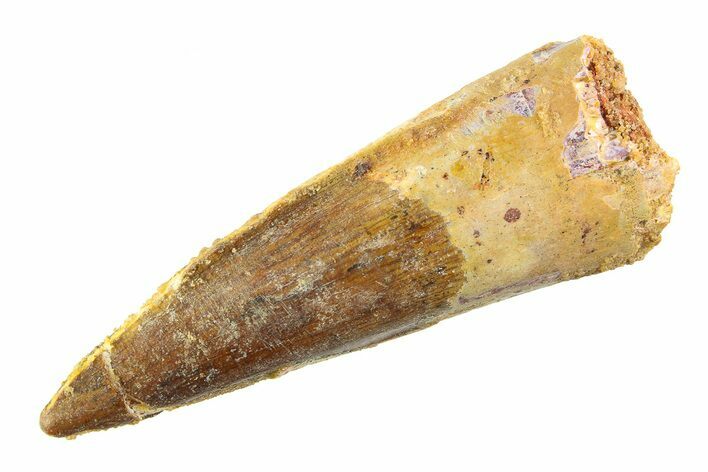 Fossil Spinosaurus Tooth - Real Dinosaur Tooth #353112